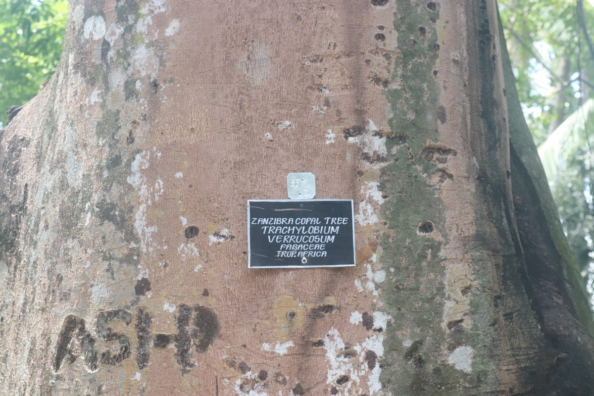 Hymenaea verrucosa Gaertn.